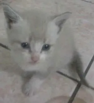 Gato raça NÃO SABEMOS idade Abaixo de 2 meses nome GATO
