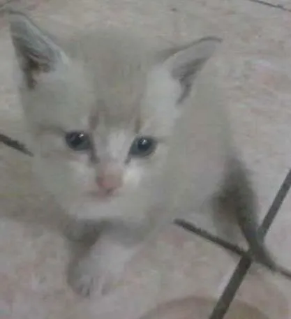 Gato ra a NÃO SABEMOS idade Abaixo de 2 meses nome GATO