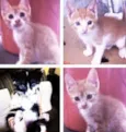 Gatinhos