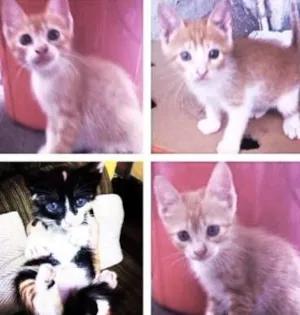 Gato raça SRD idade Abaixo de 2 meses nome Gatinhos