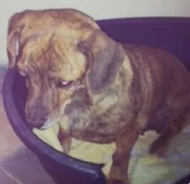 Cachorro ra a SRD idade 6 ou mais anos nome Bella 
