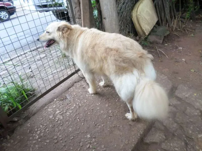 Cachorro ra a Golden idade 7 a 11 meses nome Bianca