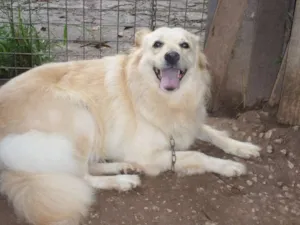 Cachorro raça Golden idade 7 a 11 meses nome Bianca