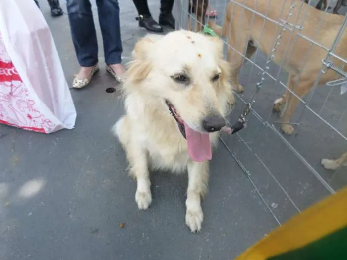 Cachorro ra a Golden idade 7 a 11 meses nome Bianca