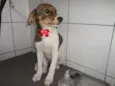Bella