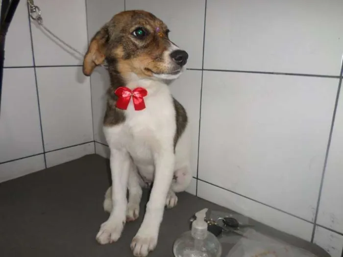 Cachorro ra a  idade 2 a 6 meses nome Bella