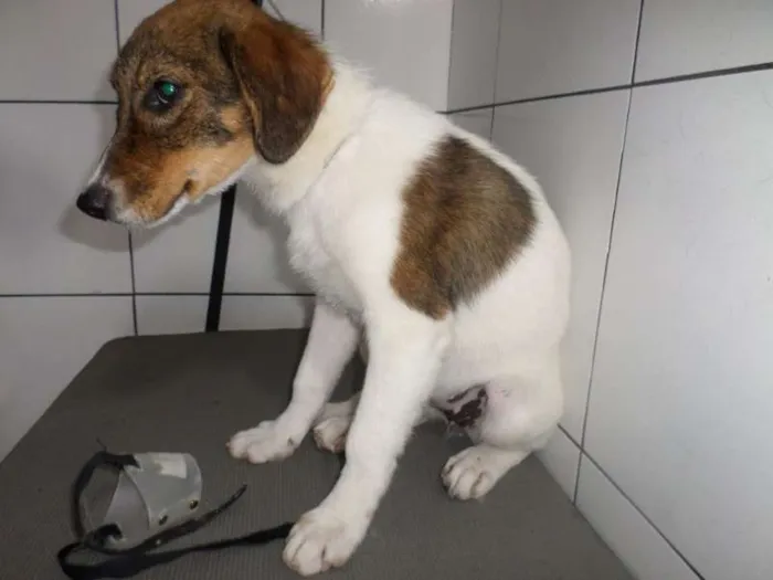 Cachorro ra a  idade 2 a 6 meses nome Bella