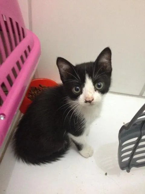 Gato ra a SRD idade 2 a 6 meses nome Liv