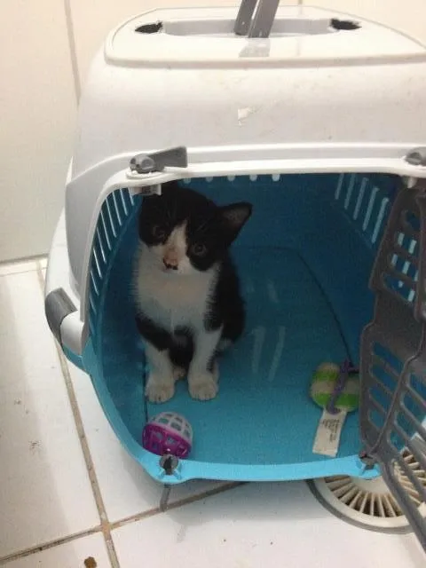 Gato ra a SRD idade 2 a 6 meses nome Liv