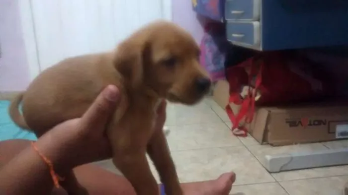 Cachorro ra a vira lata  idade Abaixo de 2 meses nome pantera
