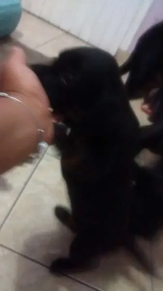 Cachorro ra a vira lata  idade Abaixo de 2 meses nome pantera