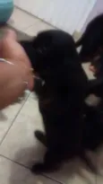 pantera