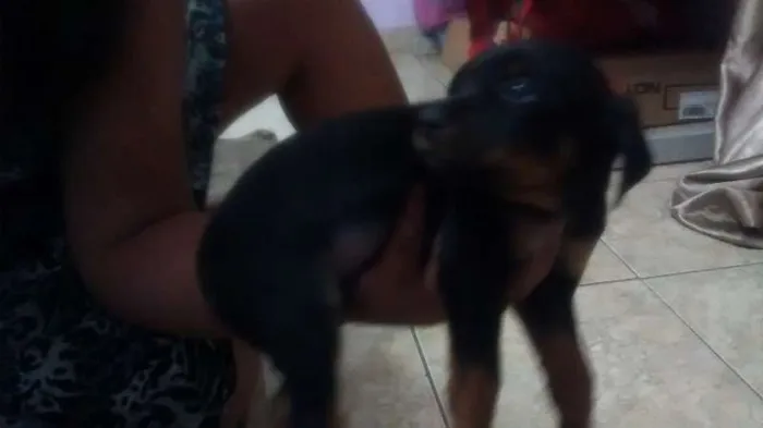 Cachorro ra a vira lata  idade Abaixo de 2 meses nome pantera