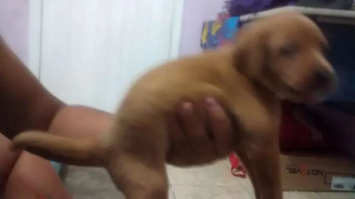 Cachorro ra a vira lata  idade Abaixo de 2 meses nome pantera
