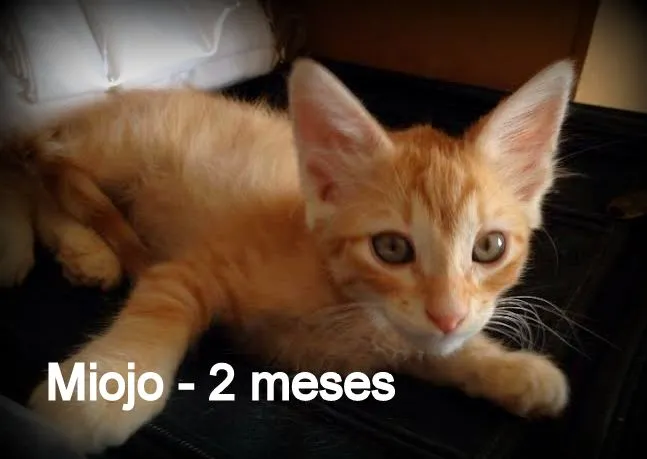 Gato ra a SRD idade 7 a 11 meses nome Miojo