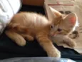 Miojo