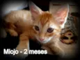 Miojo