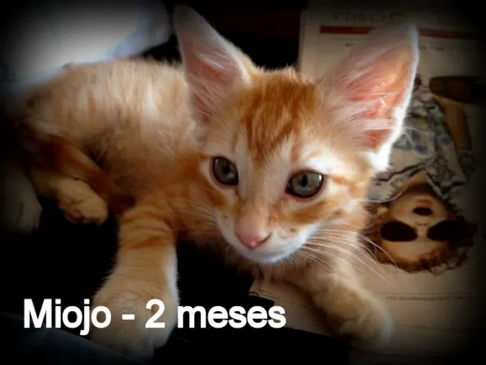 Gato ra a SRD idade 7 a 11 meses nome Miojo