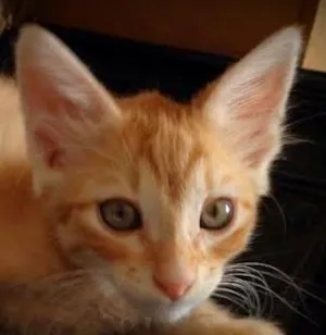 Gato raça SRD idade 7 a 11 meses nome Miojo