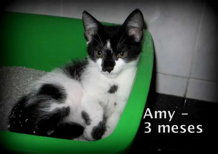 Gato ra a SRD idade 2 a 6 meses nome Amy