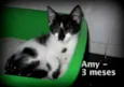 Amy