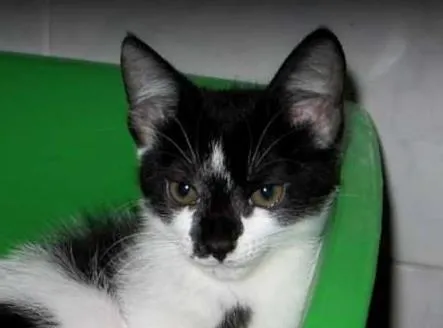 Gato ra a SRD idade 2 a 6 meses nome Amy