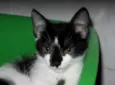 Amy