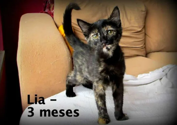 Gato ra a SRD idade 2 a 6 meses nome Lia