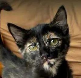 Gato raça SRD idade 2 a 6 meses nome Lia
