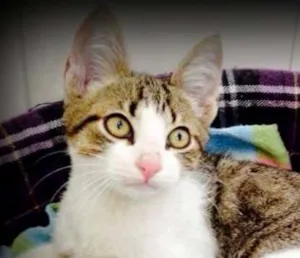 Gato raça SRD idade 2 a 6 meses nome Mogli
