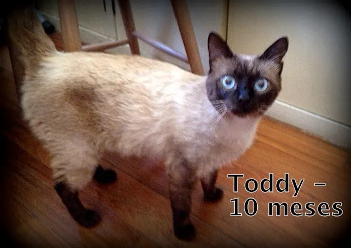 Gato ra a SRD idade 1 ano nome Toddy