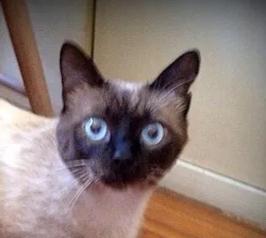 Gato raça SRD idade 1 ano nome Toddy