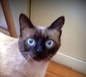 Gato ra a SRD idade 1 ano nome Toddy