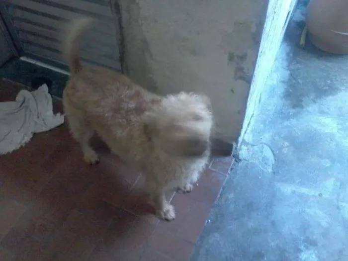 Cachorro ra a SRD idade 6 ou mais anos nome Sophia e Nick