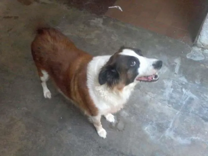 Cachorro ra a SRD idade 6 ou mais anos nome Sophia e Nick