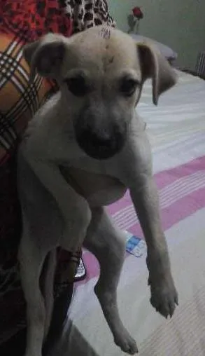 Cachorro raça SRD idade Abaixo de 2 meses nome elizeu