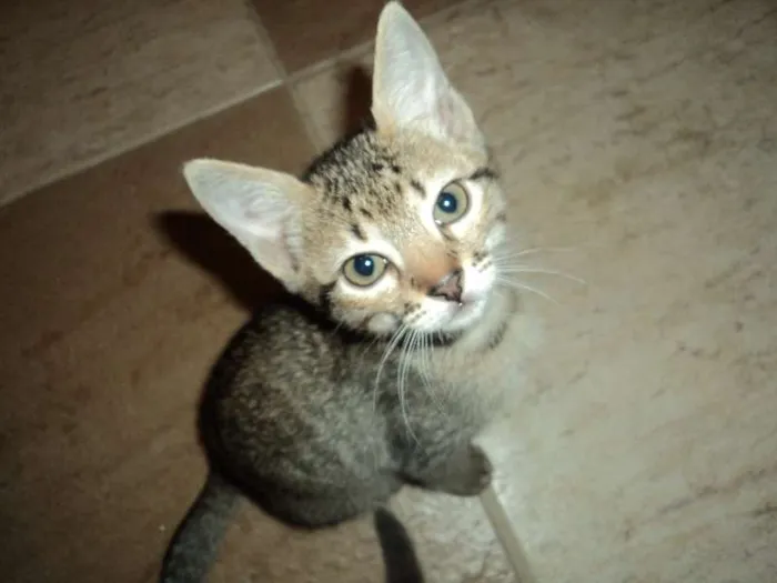 Gato ra a Srd idade 2 a 6 meses nome Julieta