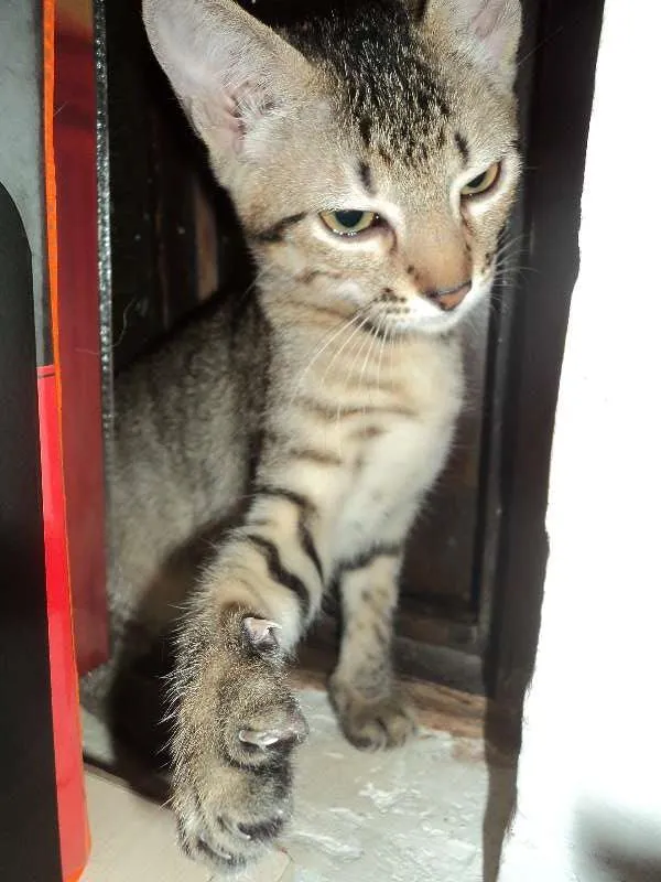 Gato ra a Srd idade 2 a 6 meses nome Julieta