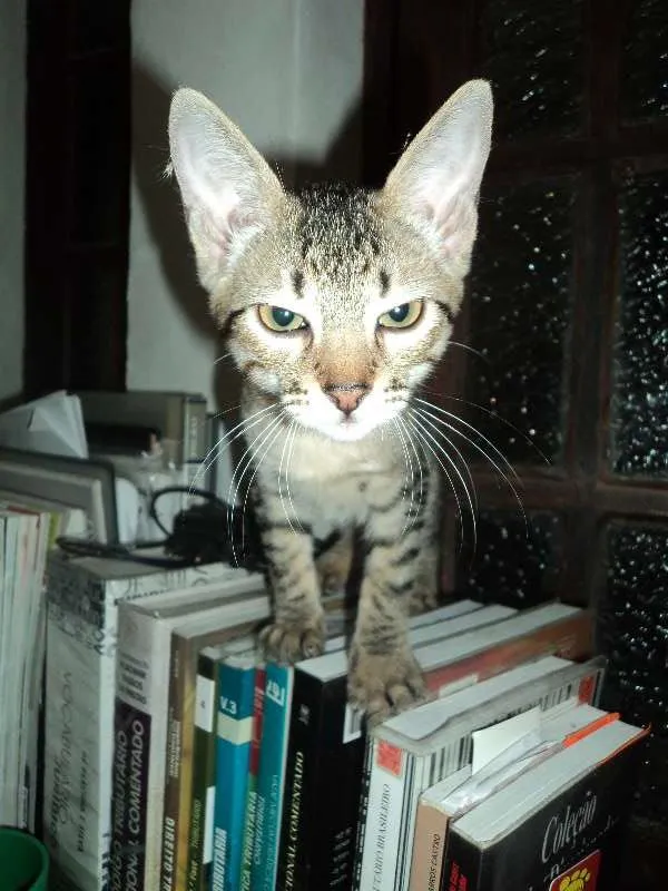 Gato ra a Srd idade 2 a 6 meses nome Julieta