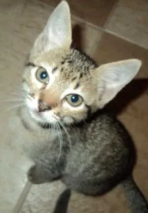 Gato raça Srd idade 2 a 6 meses nome Julieta