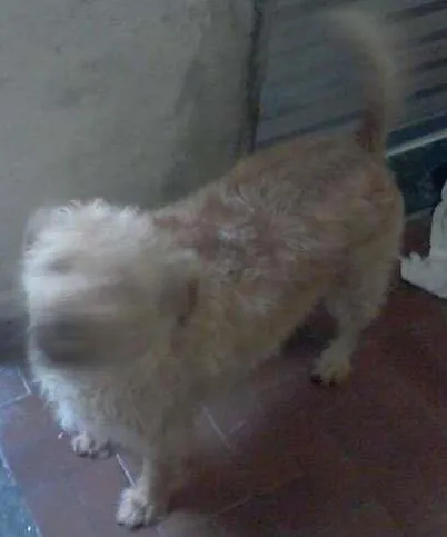 Cachorro ra a SRD idade 6 ou mais anos nome Sophia e Nick