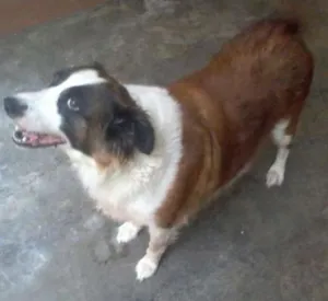 Cachorro raça SRD idade 6 ou mais anos nome Sophia e Nick