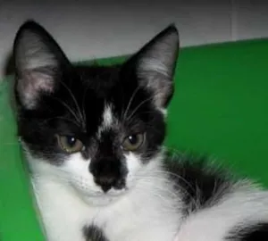 Gato raça SRD idade 2 a 6 meses nome Amy