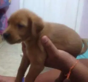 Cachorro raça vira lata  idade Abaixo de 2 meses nome pantera