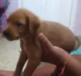 pantera