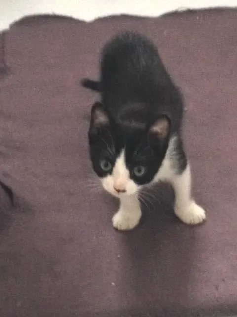 Gato ra a SRD idade 2 a 6 meses nome Liv