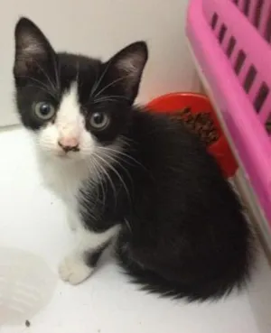 Gato raça SRD idade 2 a 6 meses nome Liv