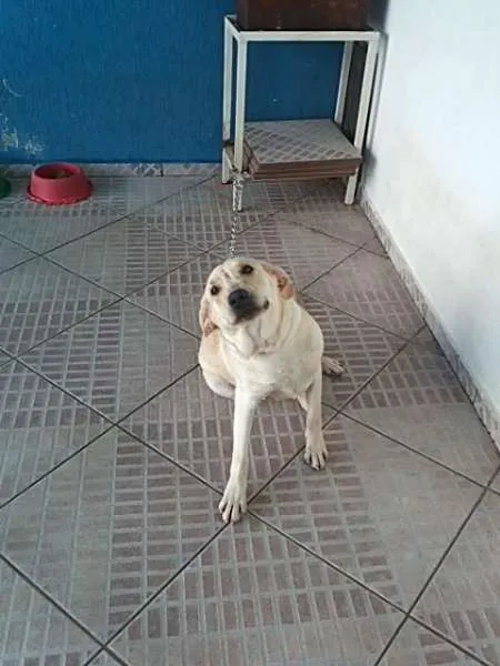 Cachorro ra a Labrador idade 2 anos nome CUCA