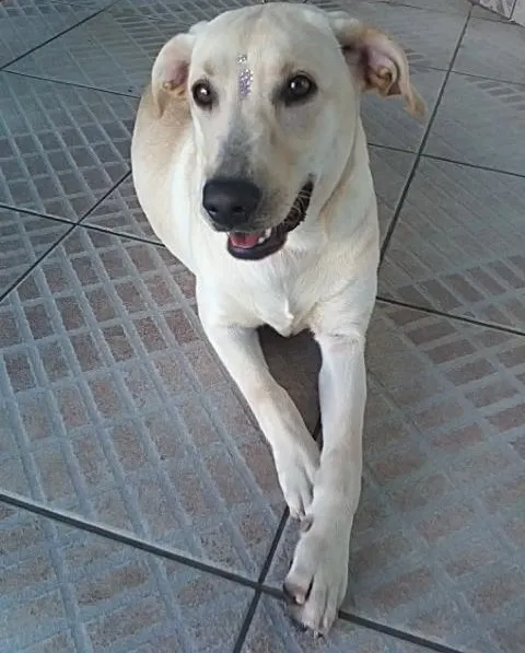 Cachorro ra a Labrador idade 2 anos nome CUCA