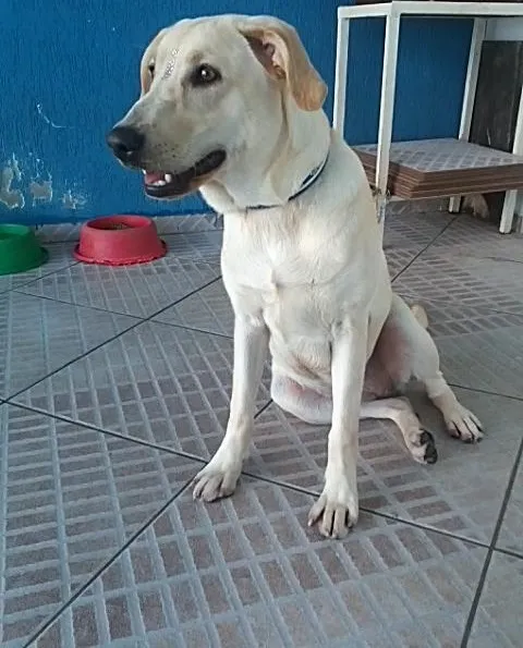 Cachorro ra a Labrador idade 2 anos nome CUCA